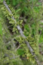 Image result for Boscia filipes