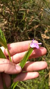 Image result for Justicia incana