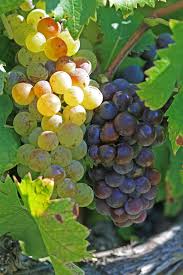 Muscat Grape Wikipedia