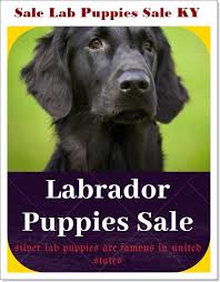 Meet hundreds of local breeders. Silver Lab Puppies For Sale In Ky Affordable Puppies Kentucky 2021