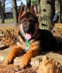 Give us a call to schedule your she is akc registered, ofa'd good, and earned her international championship at the desert seiger show in tucson, az this year. Julie Martinez Juliemittelwest German Shepherd Puppies German Sheperd Dogs Shepherd Puppies