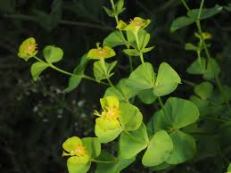 Image result for Euphorbia glanduligera