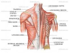 These muscles aren't as visible as the deltoids, but they are equally (if not more) important. Anatomy Posters Full Circle School Of Massage Therapyfull Circle School Of Massage Therapy