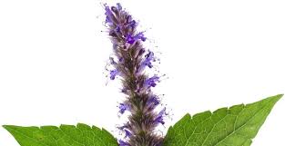 We did not find results for: 6 Tanaman Nilam Lengkap Dengan Kandungan Manfaat