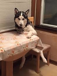 Your Dog Has A Seat At Your Table Dogs Dogs And Puppies Cute Dogs
