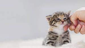 Cat Years How Old Is My Cat In Human Years Purina