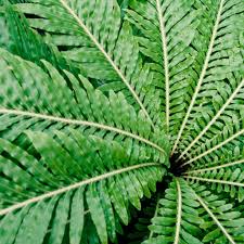 Image result for Asplenium centrafricanum