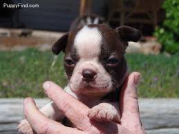 4 x male boston terrier puppies 2 x female boston terrier puppies male r3000 female r3500. Boston Terrier Dog Shipping Rates Services