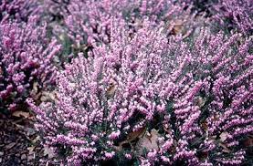 Erica X Darleyensis J W Porter Plants Landscaping Plants Shrubs For Landscaping