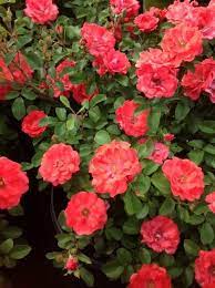 Maybe you would like to learn more about one of these? Coral Drift Rose Is A Groundcover Rose With Bright Orange Coral Colored Flower Blooms They Are Extremely Pro Drift Roses Coral Drift Rose Ground Cover Roses