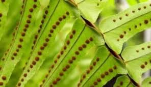 Image result for ledviník