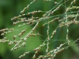Image result for Panicum coloratum