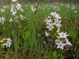 Image result for Thomandersiaceae