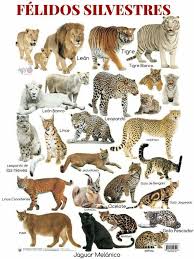 Pin By Janie Knowlton On A Cat Ladys Cats Cat Breeds
