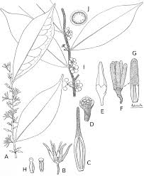 Image result for Polyceratocarpus gossweileri