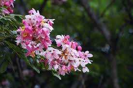 Image result for Cassia javanica