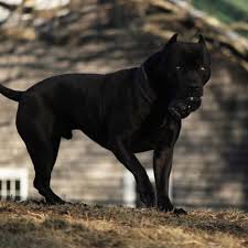 Pin By Patrick Thomas On Beautiful Pitbulls American Pitbull Terrier Black Pitbull
