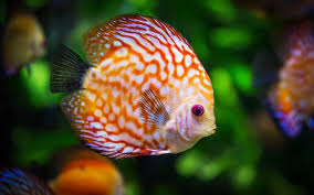 Discus Fish Wallpaper 4k 5k Discus Fish Salt Water Fishing Beautiful Fish