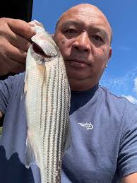 Couple nice fish this morning up by Delaware.