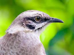 Image result for Mockingbird Jigsaw Puzzle