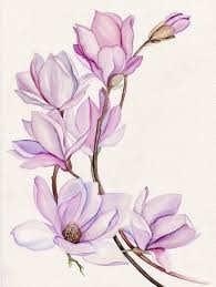 Maybe you would like to learn more about one of these? Magnolia Flower Tattoo Flower Art Flower Drawing Floral Art