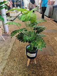 Selain itu, dekorasi minimalis menjadikan ruang kelihatan bersih yang secara tidak langsung membuatkan ramai pemilik rumah memilih konsep ini. Pokok Hiasan Dalam Rumah Home Furniture Home Decor On Carousell