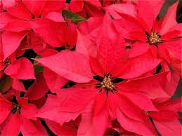However, the sharp spines of the cactus can harm the dog if it is satisfying its curiosity and playing with the no. Toxic Christmas Plants Keep Your Pet Safe Pet Wants Austin West