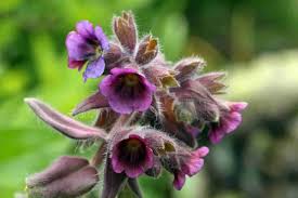 Image result for Boraginaceae