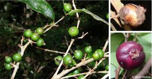 Image result for Eugenia capensis
