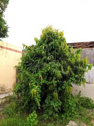 Image result for Monoon longifolium