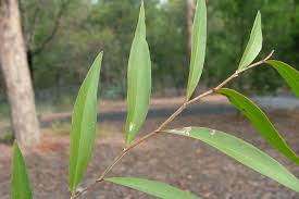 Image result for Agonis flexuosa