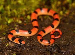 The western ground snake can grow to a total length (including tail) of 8 to 19 inches (20.3 to 48.3 cm). Western Ground Snake Wikipedia