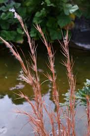 Image result for Andropogon ligulatus
