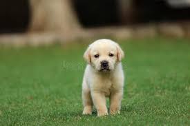 We did not find results for: 589 Labrador Puppy Wallpaper Photos Free Royalty Free Stock Photos From Dreamstime
