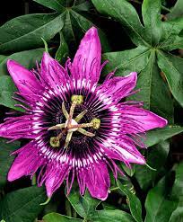 Pin On Bloemen