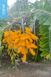 Image result for Sesbania brevipedunculata