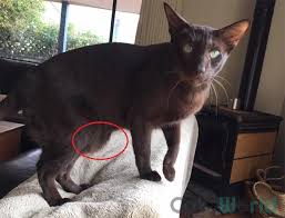 3 difference between a primordial pouch and an overweight cat? Primordial Pouch Primordial Pouch Pouch Cats