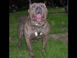 Check spelling or type a new query. Georgia Pitbull Puppies For Sale Xl Pitbulls Xxl American Bully