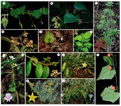 Image result for Zulustylis