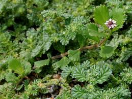 Image result for Coldenia procumbens