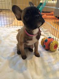Please consider rescuing a derserving french bulldog. Adopt Olive On Petfinder French Bulldog Dog Dog Adoption Bulldog Rescue