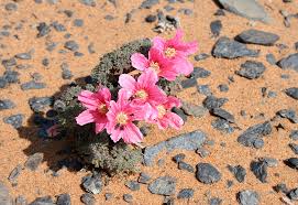 Image result for Synadenium angolense