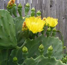 Cactus flower yellow rose of texas prickly pear photograph. Love Poem Ode To A Cactus Flower Martha S Garden