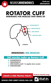 Muscles That Make Up The Rotator Cuff Nursing Mnemonics Medical Mnemonics Physical Therapy School