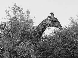 Giraffe Feeding On Acacia Tree Giraffe Feeding Acacia Acacia Tree