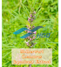 Image result for Leonurus japonicus