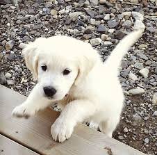 Using the search below you can find the puppy perfect for you. Yoursummerdreamz Animals Dog Cat White Labrador