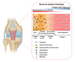 We did not find results for: Tendons Ligaments Vasclab