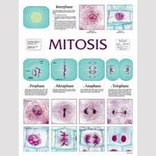 Cell Division Division Chart Mitosis Middle School Science