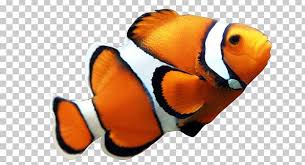 pin on fish pin on fish